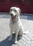 Coda