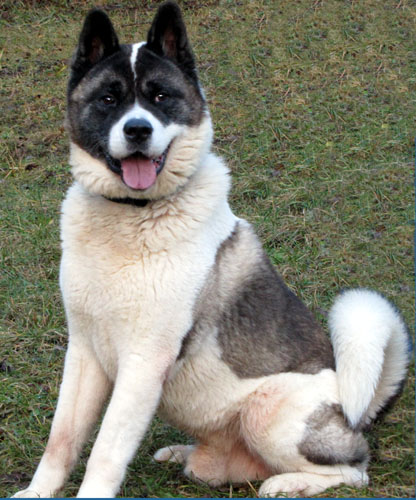 TYSON akita américain (m) 5 ans pas de chats REF:73ADOPTE Tyson1